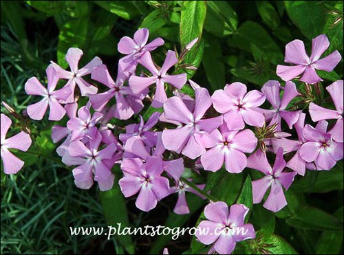 Prairie Phlox, Downy Phlox